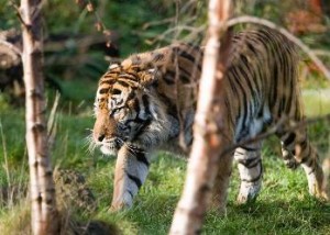Siberian Tiger - photo by Daragh Owens (Creative Commons)